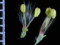 Salix viminalis. Male flowers.
 Image: D. Glenny © Landcare Research 2020 CC BY 4.0